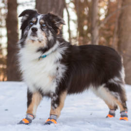 Dog boots for snow and cold