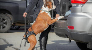 Boxer getting in rear of car with a rear harness by Walkin' Pets