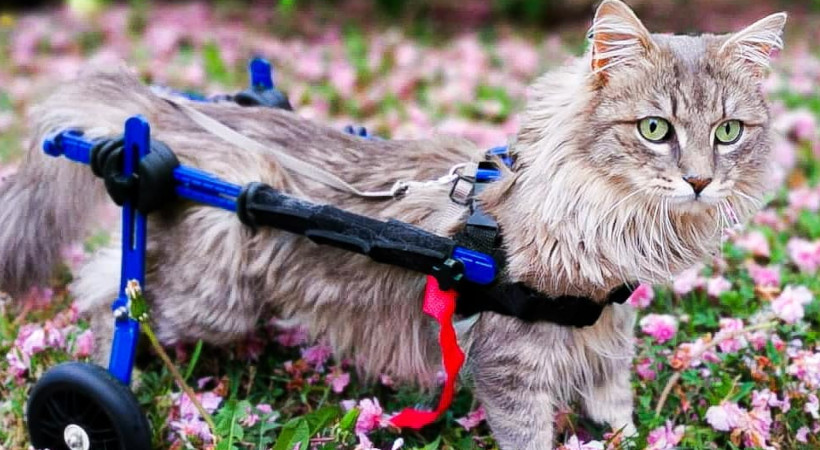 Cat leash training in cat wheelchair