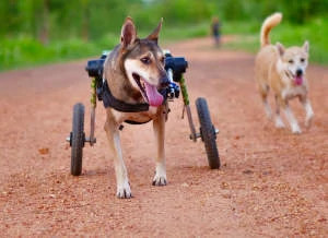 Disabled Dog Coke enjoys The Man That Rescues Dogs sanctuary