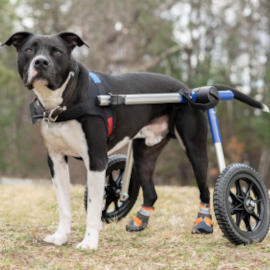 Disabled dog wears boots while on a walk in wheelchair