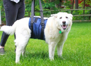 Support sling for dog surgery recovery