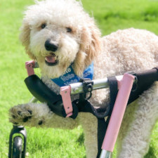 dog wheelchair for cerebellar hypoplaysia