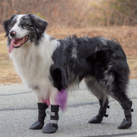dog boots to help improve traction
