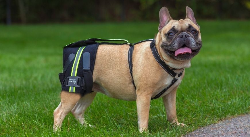 French Bulldog modeling his Walkin' vertebraVE