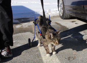 cat wheelchair harness