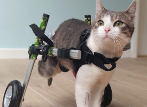 cat wheelchair for paralyzed cat with hind stirrups