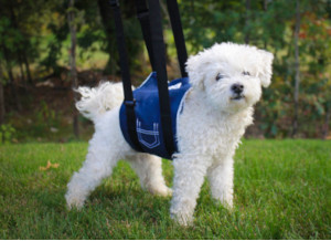 Support sling for dogs - modeled by small dog