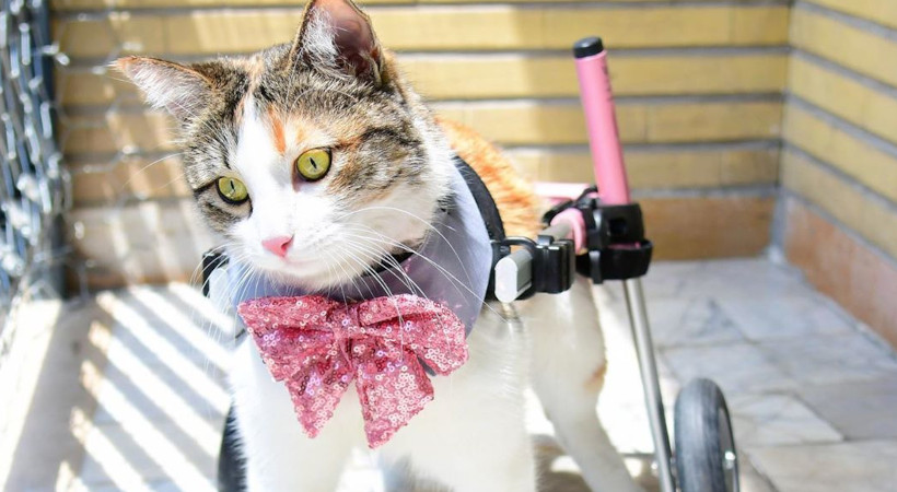 Feline, Danette in her pink wheelchair