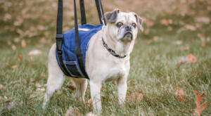 senior pug getting some walking assistance with the mid-body harness