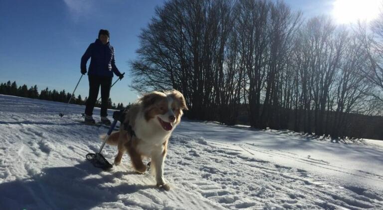 dog in walkin' skis and pet owner cross-country skiing