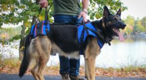 GSD in a front and rear lift harness