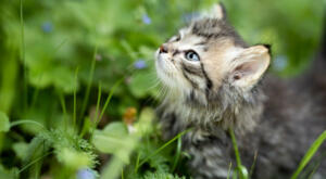 Kitten in a flower garden