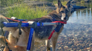 Tika, the GSD in her large wheelchair in a shallow body of water
