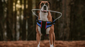 Big boxer modeling the halo harness