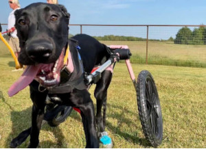 dog wheelchairs keep handicapped dogs active and help them exercise