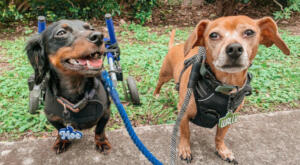 little Moe, the doxxie with his bff Wally out for a walk