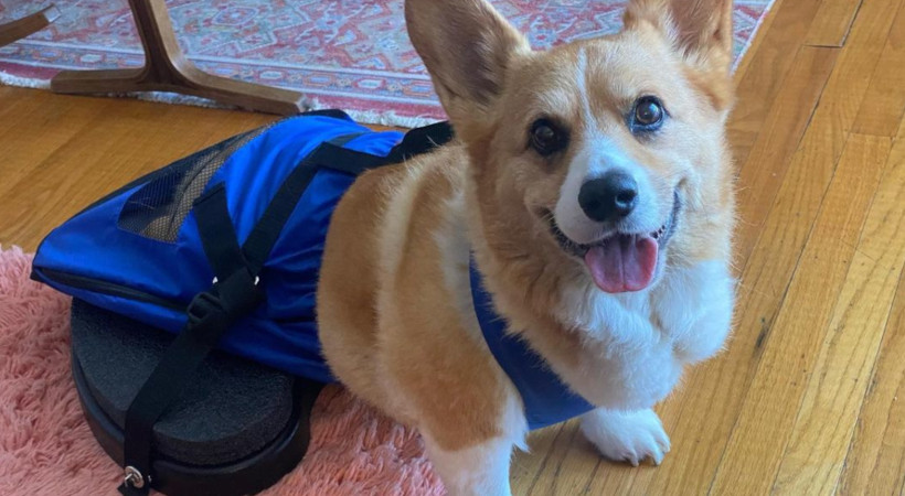 Sun is a corgi that gets around in her Walkin' Scooter