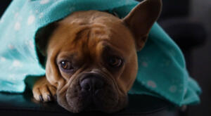 French bulldog under a blanket