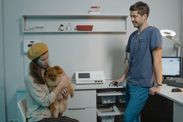 How to choose the right vet