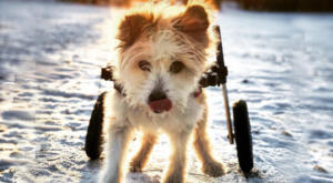 Ways To Help Your Handicapped Pet Adjust To a New Home