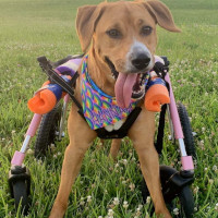 Wobbly Hannah in her Walkin' Wheels dog wheelchair