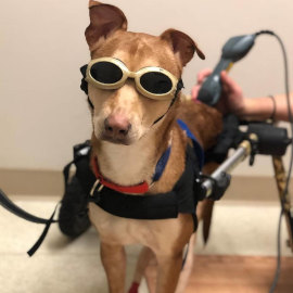 Wheelchair dog has laser therapy