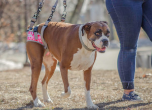 Boxer uses Warrior rear lift harness to support back legs as she walks