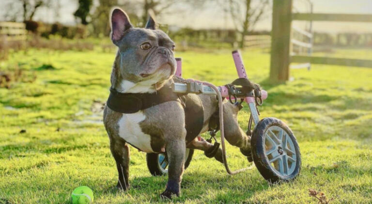 dog wheelchair for french bulldog