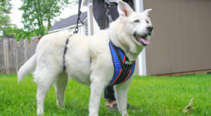 Sam, a white GSD in his front and rear support harness by Walkin' Pets