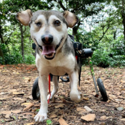 Paralyzed dog can walk and run in dog wheelchair