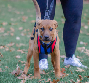 Puppy uses total body lifting harness to walk while supported