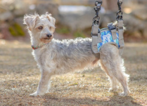 dog front lift harness