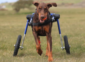Perro grande corre en silla de ruedas para perros Walkin' Wheels