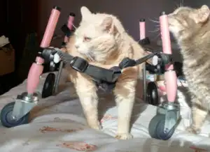 A senior cat in her pink quad wheelchair