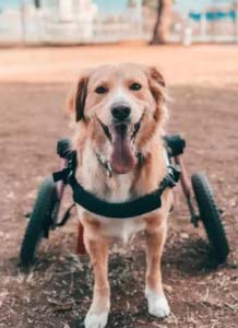Fully adjustable dog wheelchairs