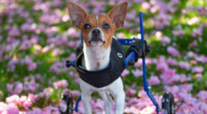 Tinker, a wee chihuahua in a Walkin' Wheel wheelchair in a feild of flowers