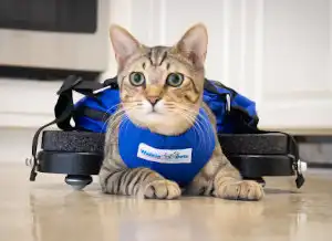 improved mobility for paralyzed cat