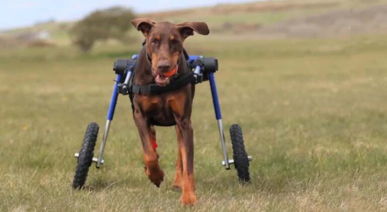 Diva is a medium to large size dog running with the aid of her Walkin' Wheels