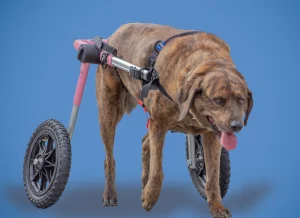 Large Dog Wheelchair