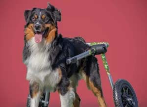 Rollstuhl für mittelgroße/große Hunde