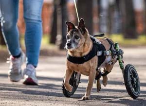 Pet parent walking with Older dog in her wheelchair by Walkin' Pets