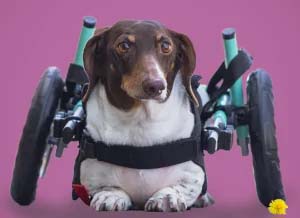 Small Dog Wheelchair