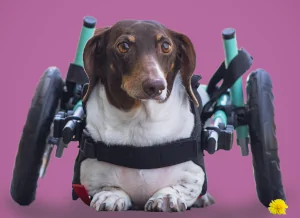 Small dachshund wheelchair