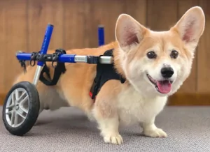 corgi wheelchair for paralyzed corgi