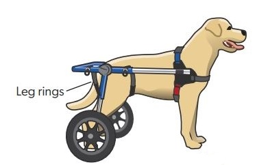 dog wheelchair adjustment