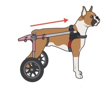 dog wheelchair fit