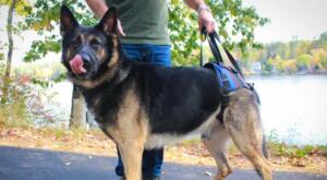 Supporting a german shepherd with health issues in his rear harness