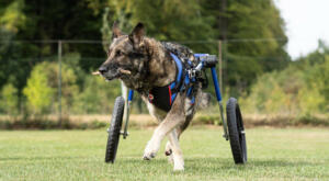 Dog wheelchair for ccl injury in dog