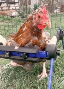 chicken wheelchair
